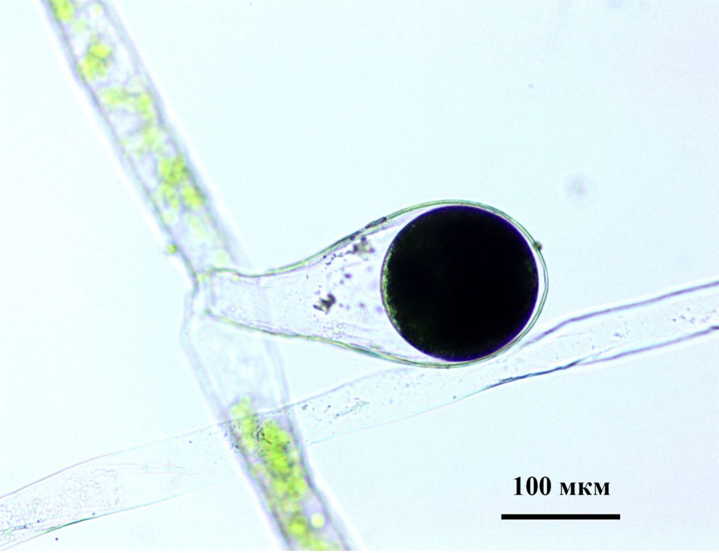 Vaucheria compacta женская нить.jpg