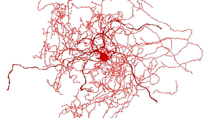 шиповниковый нейрон.jpg