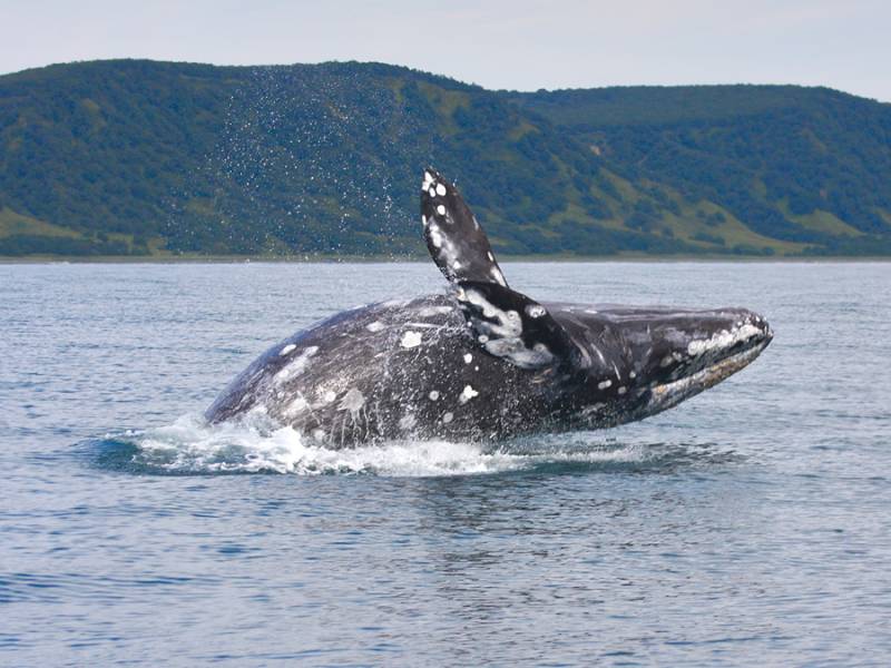 серый кит.jpg