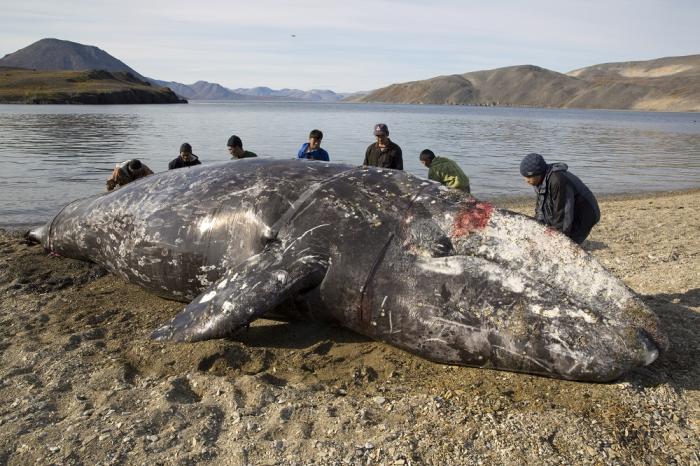Разделка серого кита. Фото: Брайан Александер.