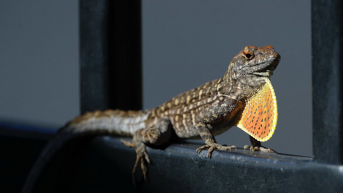 4 -анолис.jpg 4 -анолис.jpg