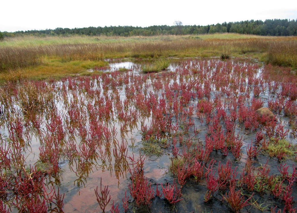 Сообщество солероса европейского на соленом марше.jpg