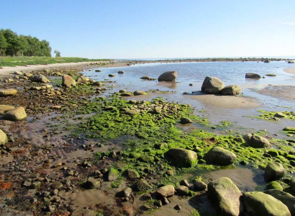 Сообщество водоросли ульвы на литорали Онежского залива в устье р. Шидровки.jpg