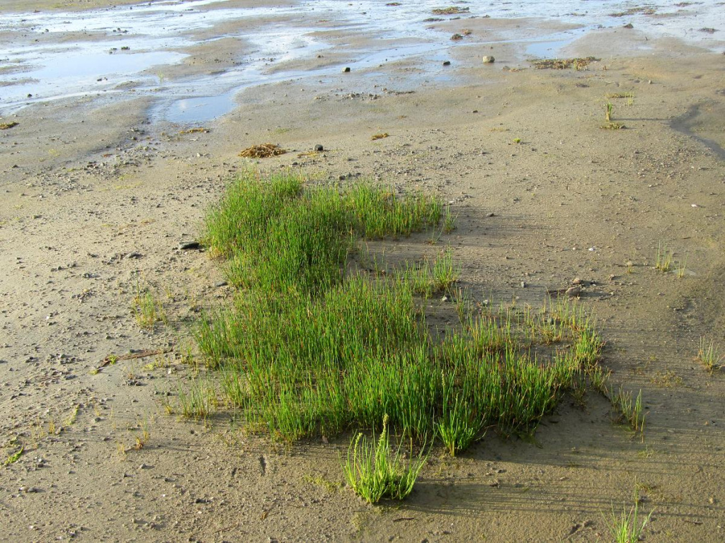 Сообщество болотницы одночешуйной на берегу Онежского залива.jpg