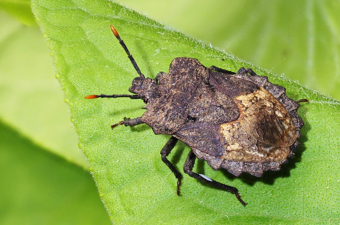 5 - клоп.jpg 5 - клоп.jpg