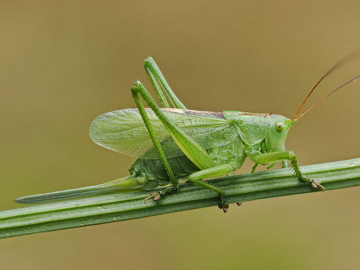 кузнечик.jpg кузнечик.jpg