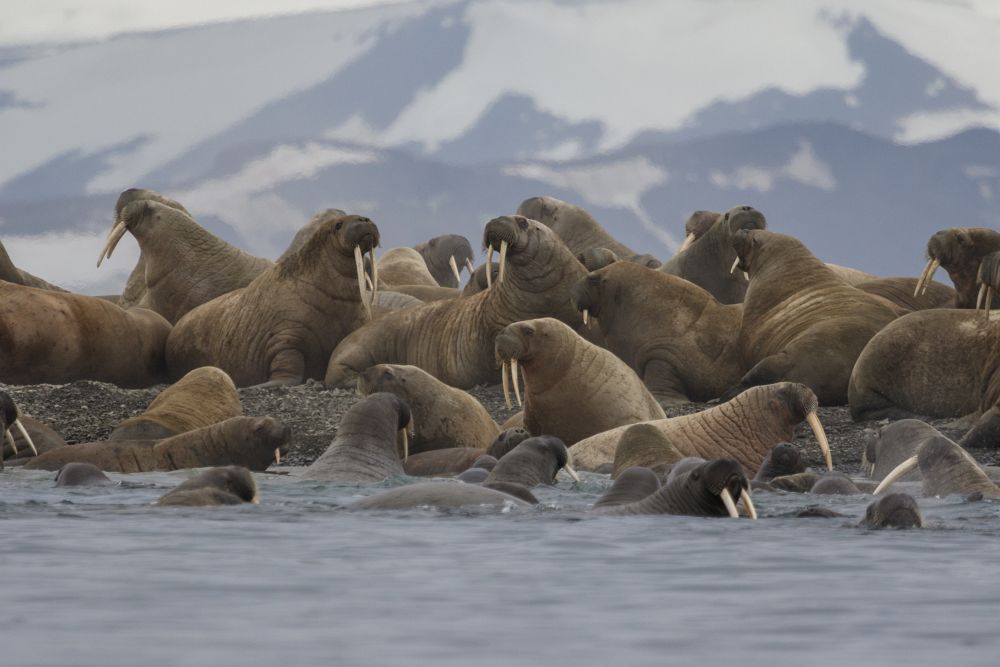 Лежбище моржей в нацпарке Русская Арктика_Николай Гернет.jpg