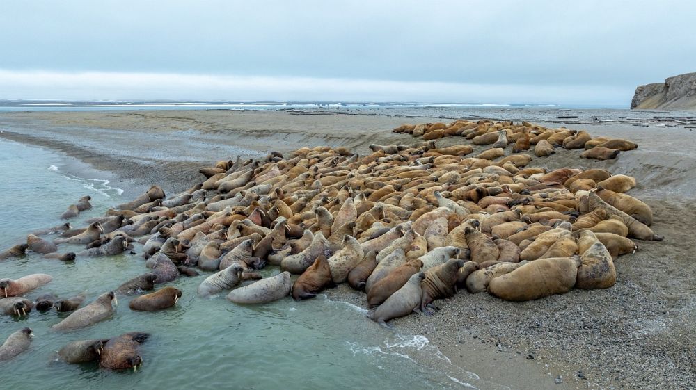 Лежбище моржей на Оранских островах в нацпарке Русская Арктика_Илья Тимин.jpg