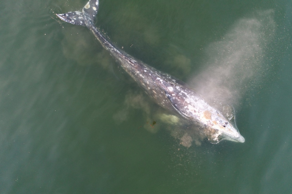Серый кит. Автор фото Евгений Мамаев.jpeg