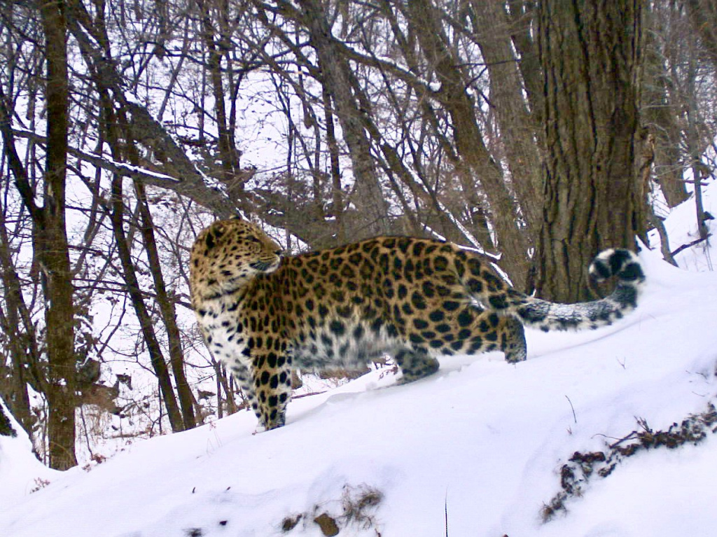 Дальневосточный леопард. Снимок фотоловушки нацпарка Земля леопарда_2.jpg