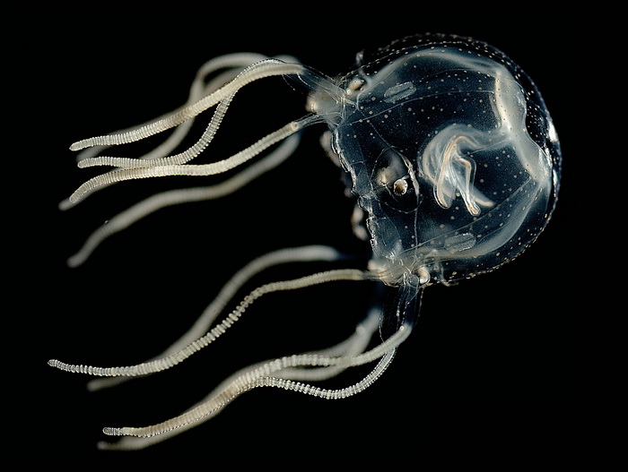 медуза.jpg