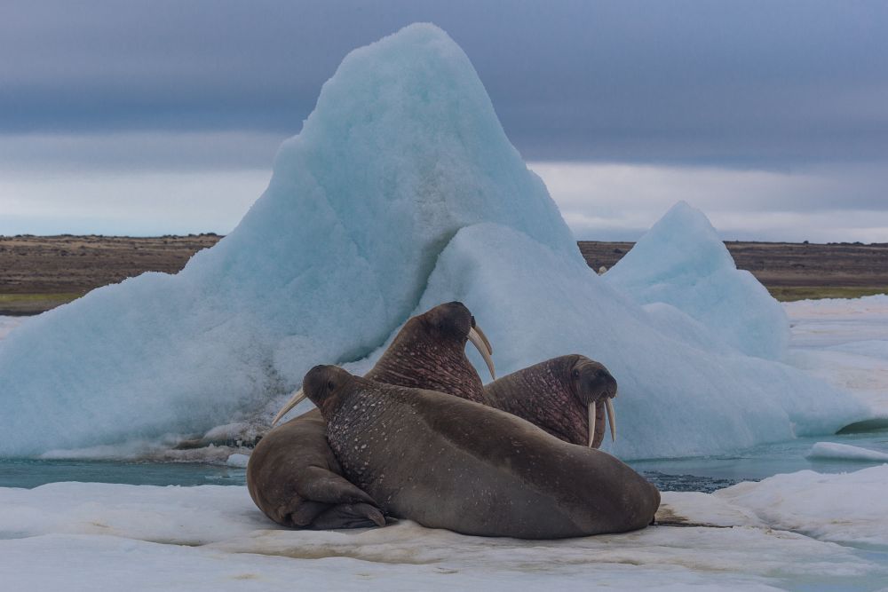 Николай Гернет_Моржи в нацпарке Русская Арктика.jpg