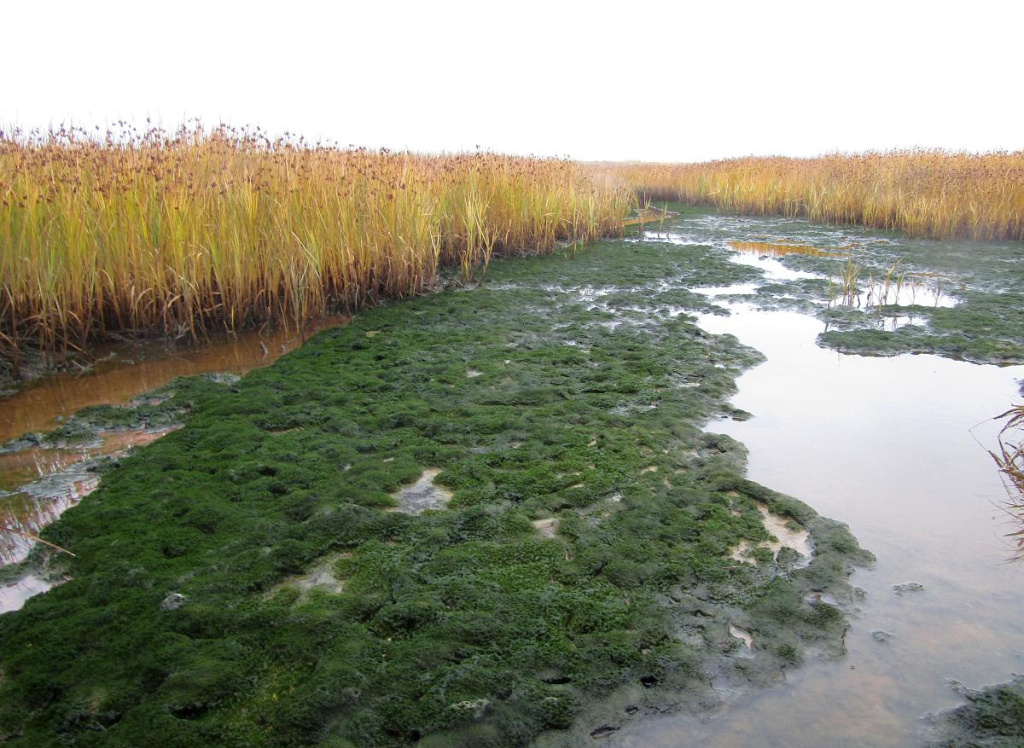 Сообщество водоросли вошерии на соленом марше.jpg