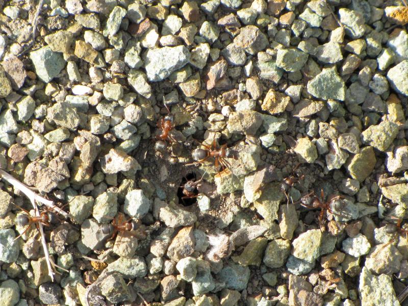гнездо кроваво-красного муравья-рабовладельца Formica sanguinea в петрофитной лесостепи Тигирекского заповедника.jpg