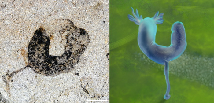 Ambulacraria.jpg Ambulacraria.jpg