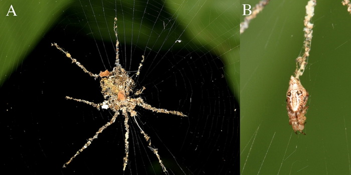 пауки стабилименты.jpg пауки стабилименты.jpg