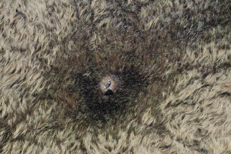Фото гнезда журавля с дрона_Михаил Парилов.jpg