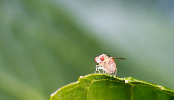 дрозофила.jpg дрозофила.jpg