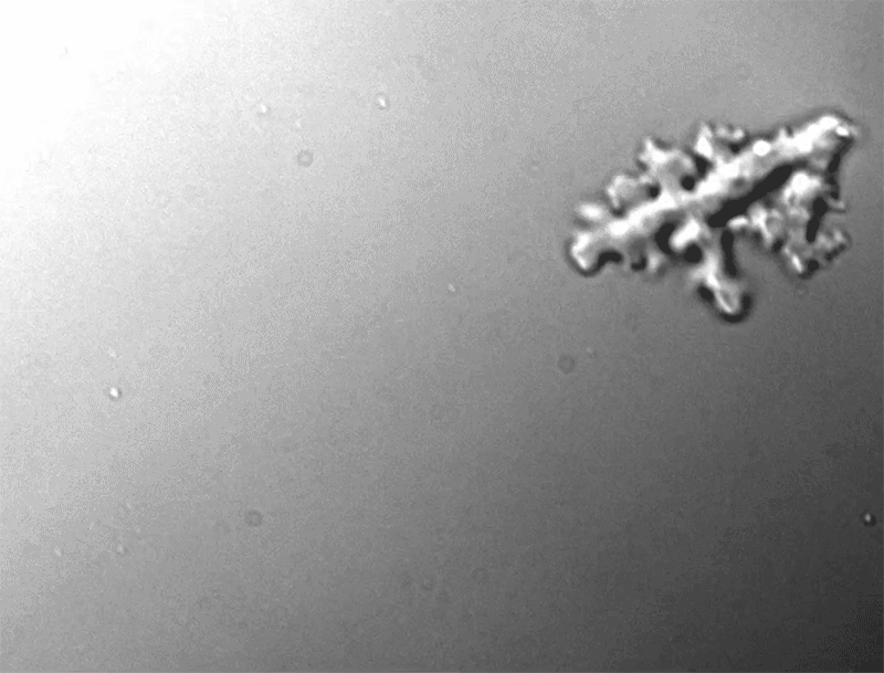 амеба.gif амеба.gif