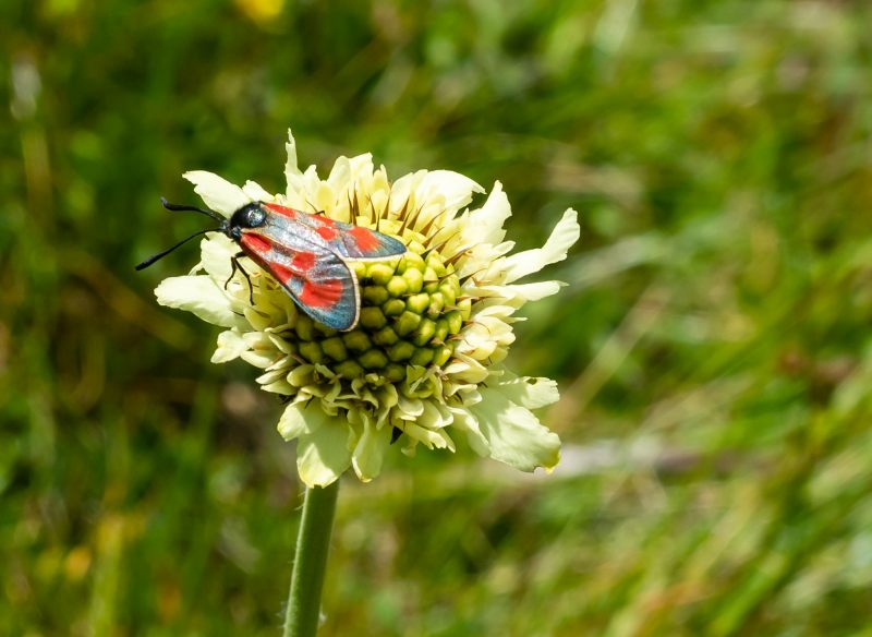 Пестрянка луговая (Zygaena lonicerae) 240719_114931_764_l.jpg