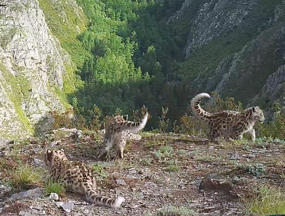 Котята Клепы_crop.jpg