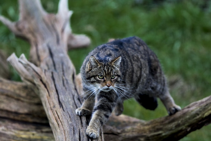 лесной кот.jpg