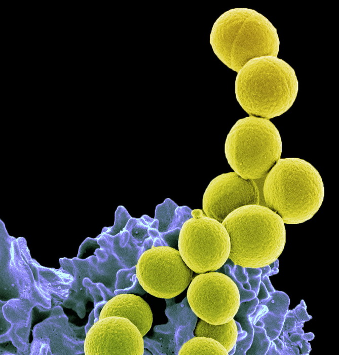бактерии.jpg