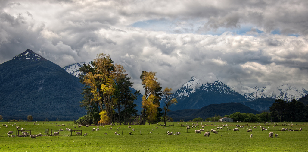 Пастбище в Новой Зеландии. Фото: Trey Ratcliff/Flickr.com 