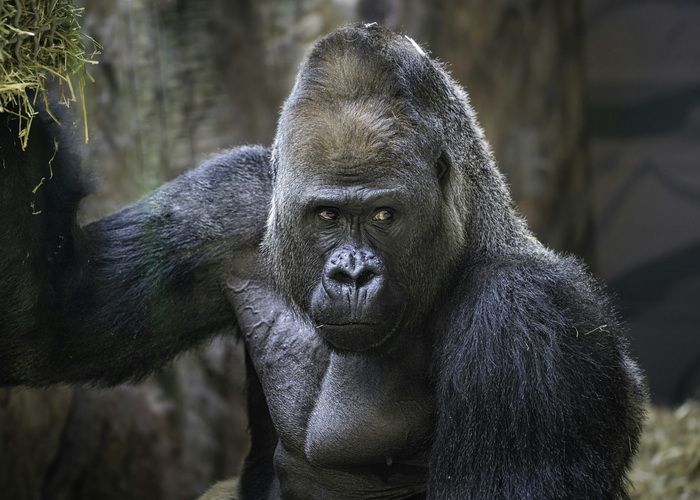 горилла.jpg