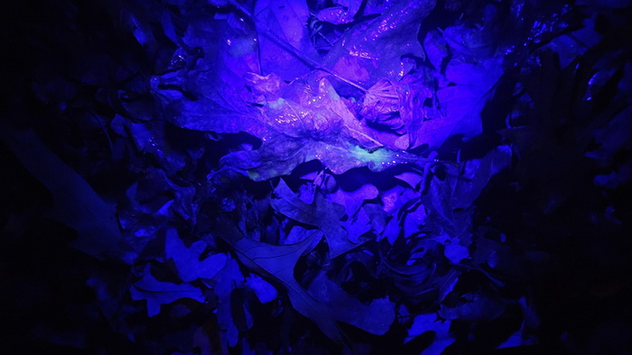 олень метка.jpg олень метка.jpg