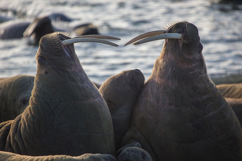 Клыки - украшение и оружие моржей_Николай Гернет.jpg