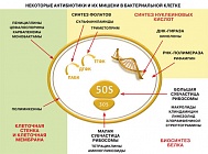 Почему антибиотики бессильны против вирусов?