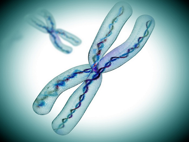 Х-хромосому прочитали от начала до конца