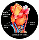 ДИЕТА ДЛЯ ЩИТОВИДНОЙ ЖЕЛЕЗЫ