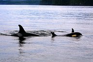 Бабушки-косатки помогают выживать внукам