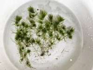 В мире водорослей