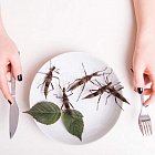 Сверчки полезны для здоровья