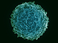 Иммунные клетки повышают мышечную выносливость