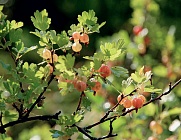 Дача — символ жизни нашей