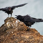 Вороны расследуют гибель собратьев