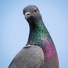 Внутреннее ухо для магнитного поля