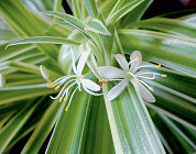 Очищают ли растения воздух в доме? 