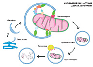 Новая жизнь для сломанных клеток,  или Как работает аутофагия 