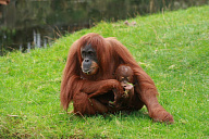 Еда предков