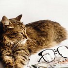 Кошачий паразит делает людей более предприимчивыми