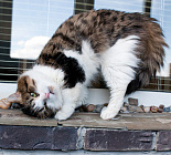 Кошкам морда не помеха