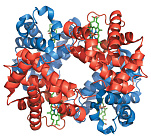 Почему кровь красная
