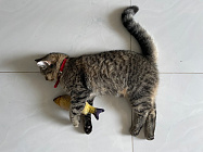 Почему кошки любят тунца