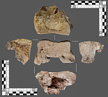 В Испании нашли кость слона времён Второй Пунической войны 