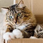 Почему кошек тянет в коробки